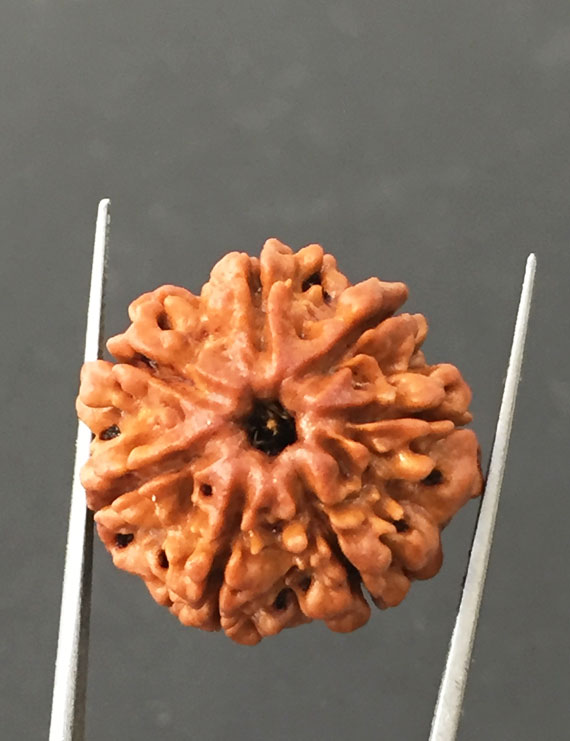 7 Mukhi Certified Nepali Rudraksha Size- 23.7 mm